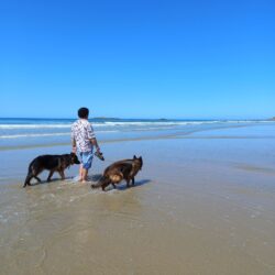 L’été, une plage avec son chien