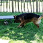un gite avec jardin clos pour venir avec ses animaux visiter le golfe du morbihan