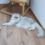 chat vacances gite bretagne