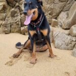 chien plage gite