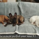 chiens gite bretagne morbihan