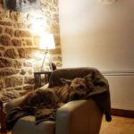 gite bretagne chien accepté