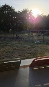 gite bretagne jardin clos (2)