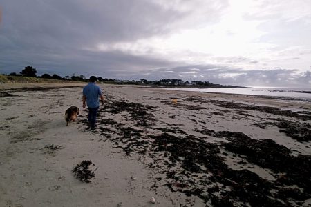 balade à la plage avec chien