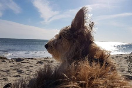 chien à la plage morbihan