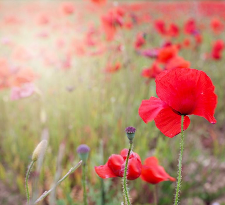 poppies-2147078_1920 poppies-2147078_1920